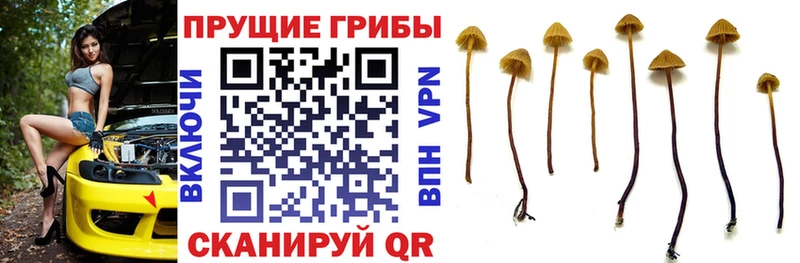 Псилоцибиновые грибы мицелий Подпорожье